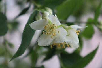 Jasmine flowers in the garden