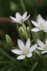 White Ornithogalum Flowers in the Garden