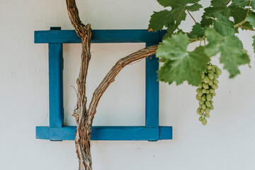 grape vine on a blue window in tuscany 