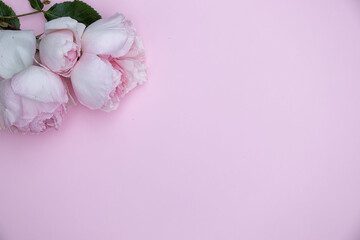 Beautiful lush pink roses on a pink background