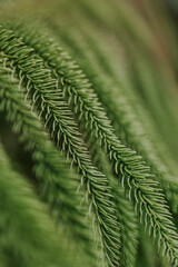Large beautiful drops of transparent rain water on a green leaf macro. Drops of dew in the morning glow in the sun. Beautiful leaf texture in nature. Natural background