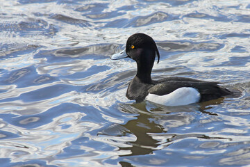 A tufted duck showing the prominent yellow eyes and comical features reflected in calm water