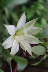 Obraz premium White clematis flower in the garden