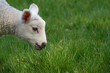 Obraz na płótnie Canvas A closeup of a new born lamb sniffing the fresh grass in spring