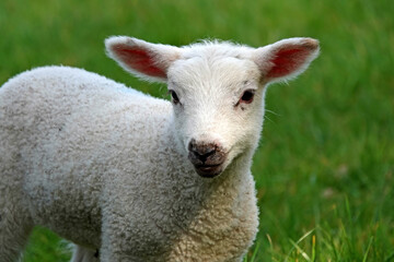 A closeup of a new born lamb in a field of grass at springtime