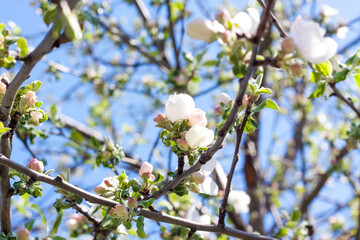 Flowering tree. The Apple tree blooms. Apple blossom. Spring.