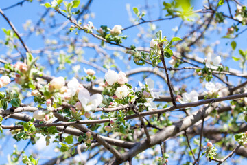 Flowering tree. The Apple tree blooms. Apple blossom. Spring.