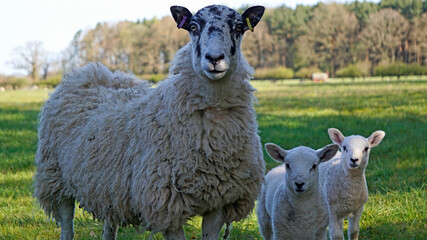 A closeup of a sheep and her to lambs staring at the camera