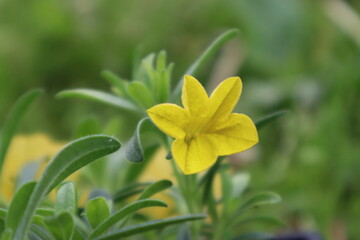 Outsidepride Yellow Calibrachoa Flower
