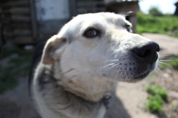 the nose of my beloved dog Timon