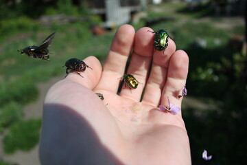 harmless May bug and its flight