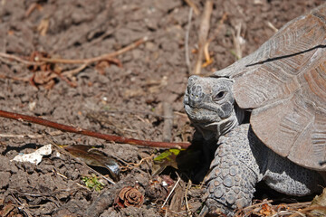 A closeup of an old, large tortoise looking straight at the camera