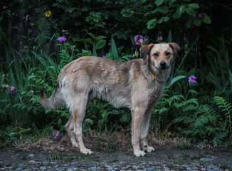 Lonely homeless kind dog, spring, flowers