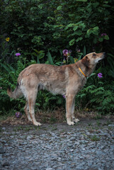 Lonely homeless kind dog, spring, flowers