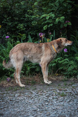 Lonely homeless kind dog, spring, flowers