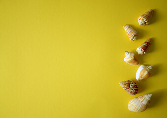 Summer background with seashells on yellow background in minimal style. Concept of summer, travel, vacations. Top view, copy space.