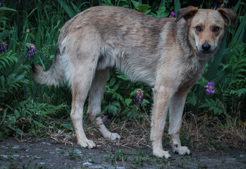 Lonely homeless kind dog, spring, flowers