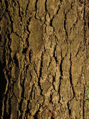Bark.