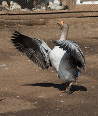 Anser greylag goose with open wings on a farm