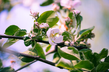 apple tree blossom