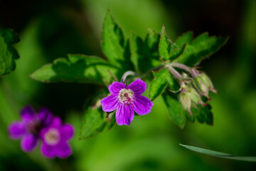 macro of purple flower in the garden 