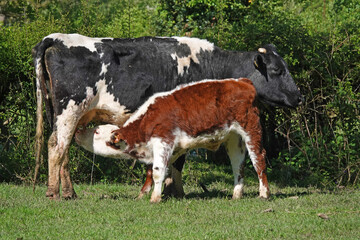 Naklejka na ściany i meble A young calf feeding from its mother