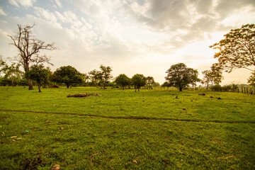 Fototapeta premium paisaje campestre