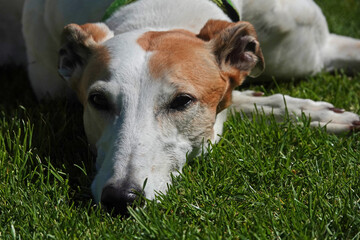 Greyhound resting on grass in the sunshine