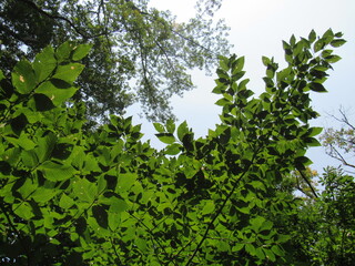 Leaves.