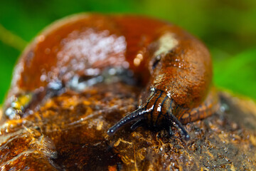 brown slug crawling on a tree stump against a grass background