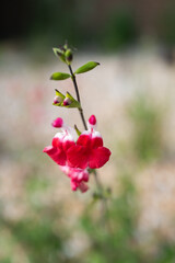 Fototapeta na wymiar Delicate Salvia plant flower in shallow focus.