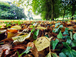 close up wide angle view of colorful autumn leaf on the ground