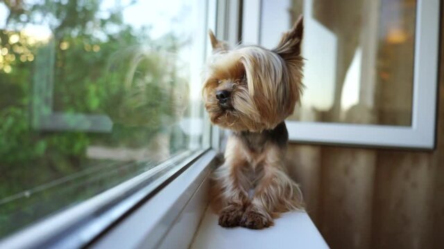 Yorkshire terrier dog looks out the window