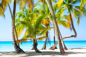 Palm trees on the caribbean tropical beach. Saona Island, Dominican Republic. Vacation travel background