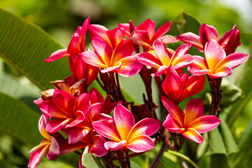 pink frangipani flowers