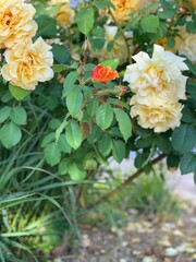 roses yellow colorful nature blossom blooming growing sunshine flowers spring summer