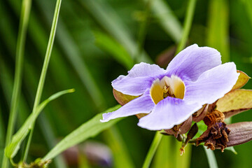 blue iris flower