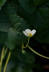 hochformat eine erdbeerblüte im Hochbeet