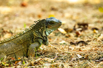 iguana on tree