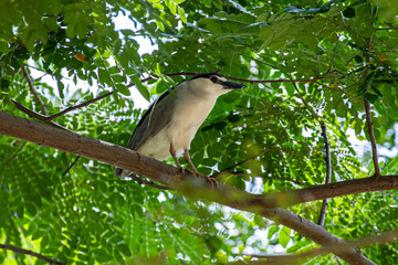 black capped kingfisher