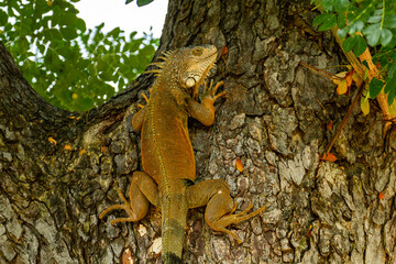 iguana on tree