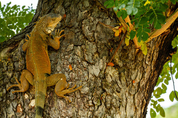 iguana on tree
