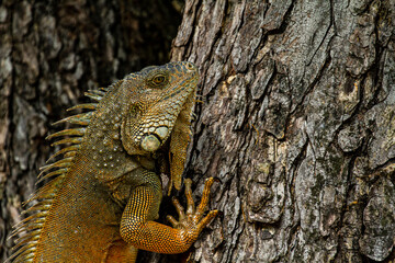 iguana on tree