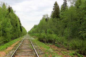 Obraz premium abandoned railway in the forest overgrown with small blue and white flowers