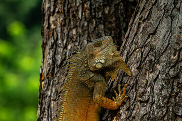 Obraz premium lizard on a tree