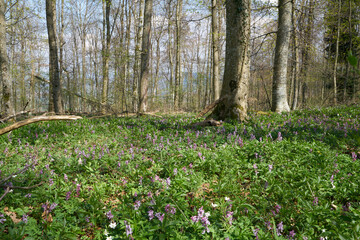 spring in a forest with green lush plants swabian area in Germany