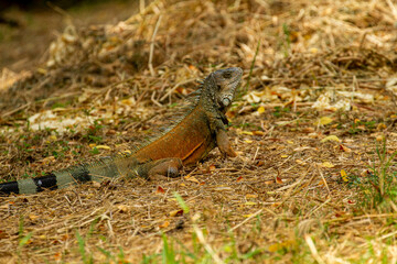 iguana on tree