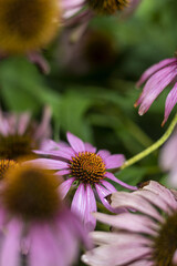 Very beautiful echinacea 