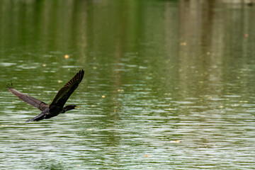 duck on the water