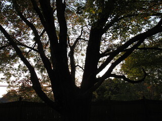 sun shining through trees